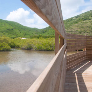 The mangrove discovery trail at Étang de la Barrière, Saint Martin