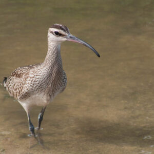 Whimbrel at Étang de la Barrière in Saint Martin.
